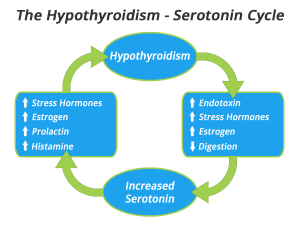 hypothyroidism serotonin cycle