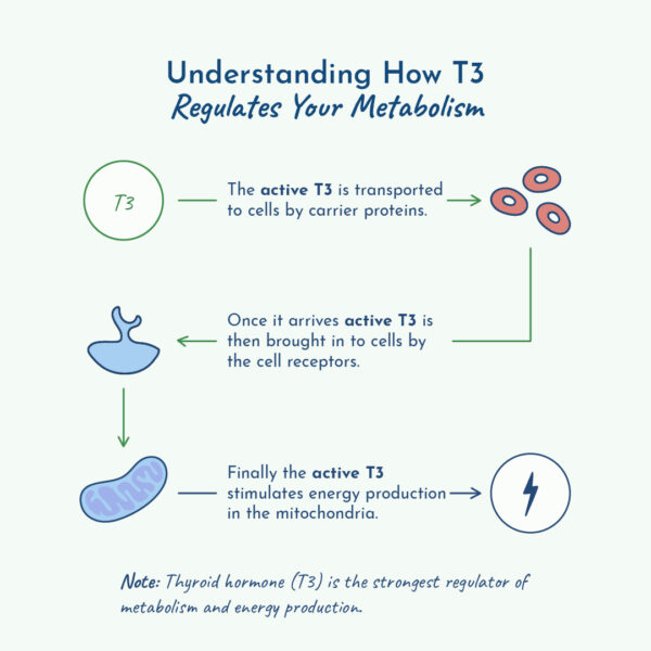 How T3 thyroid hormone regulates your metabolism