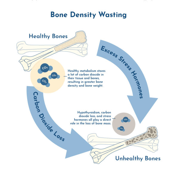 Diagram showing density wasting cycle in bones.