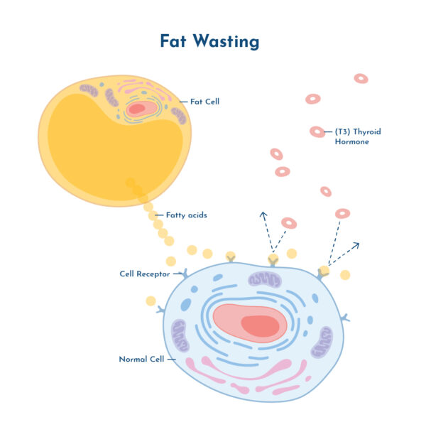 Diagram showing effects of Fat Wasting on cells.