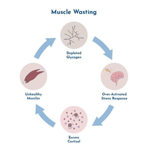 Flowchart showing Muscle Wasting cycle.