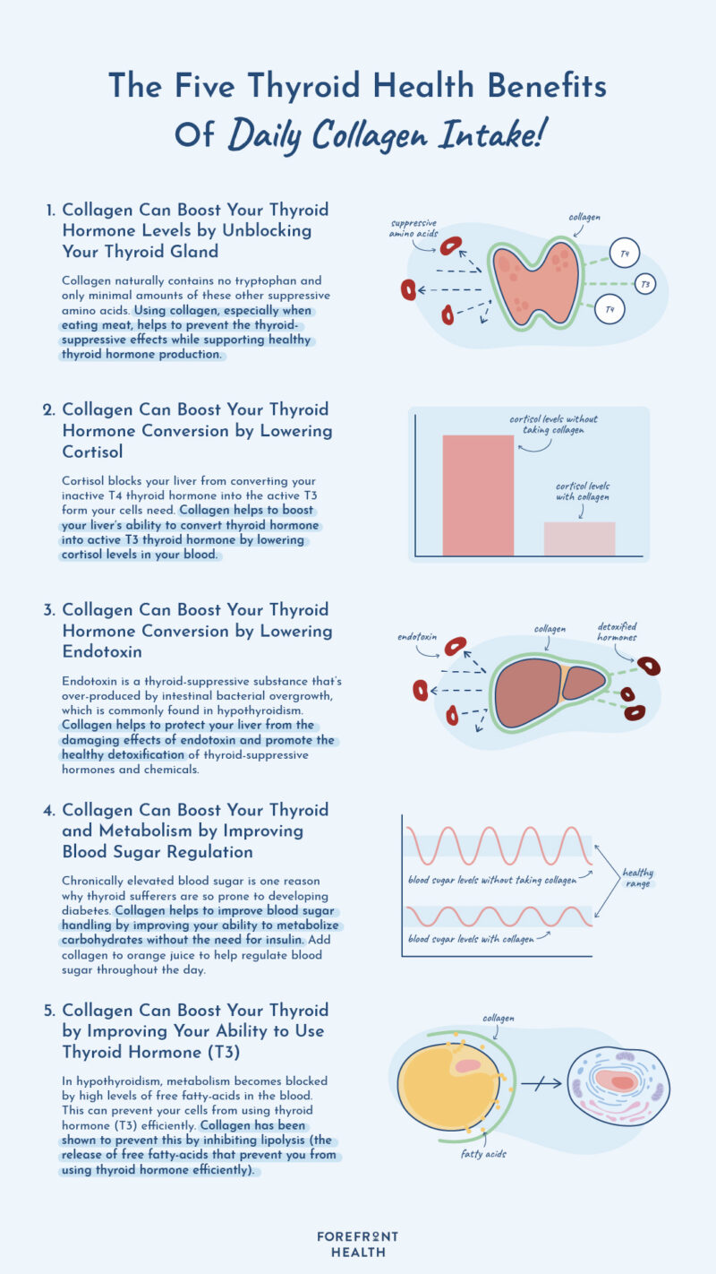 Infographic showing thyroid benefits of daily collagen use