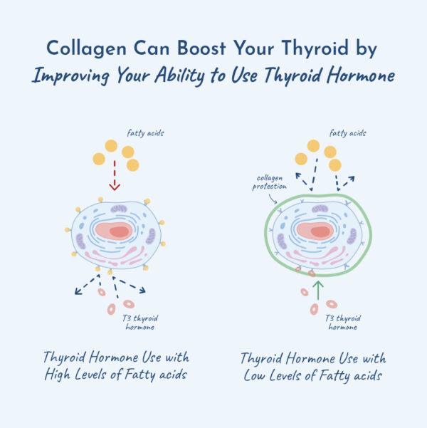 Illustration showing collagen increases use of T3