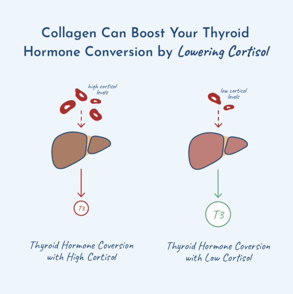 Illustration showing how collagen lowers cortisol