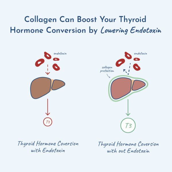 Illustration showing how collagen lowers endotoxin