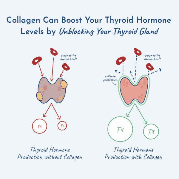 Illustration showing how collagen unblocks thyroid