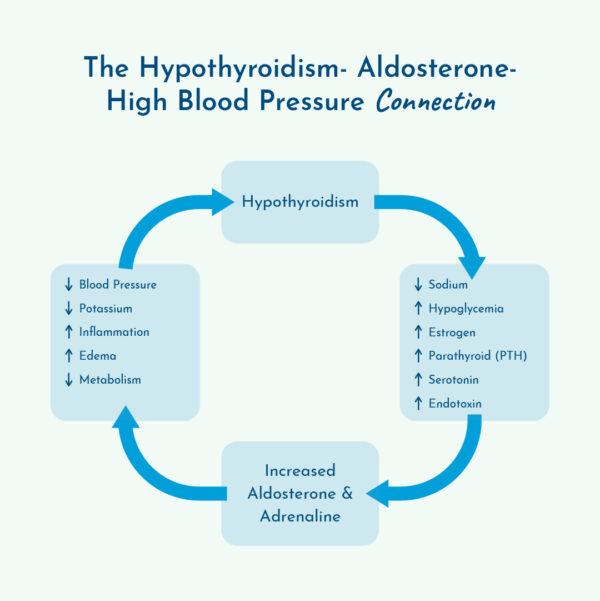 Graphic of the hypothyroidism high blood pressure connection