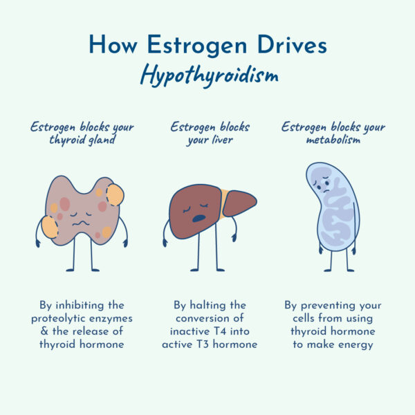 Graphic of how estrogen drives hypothyroidism