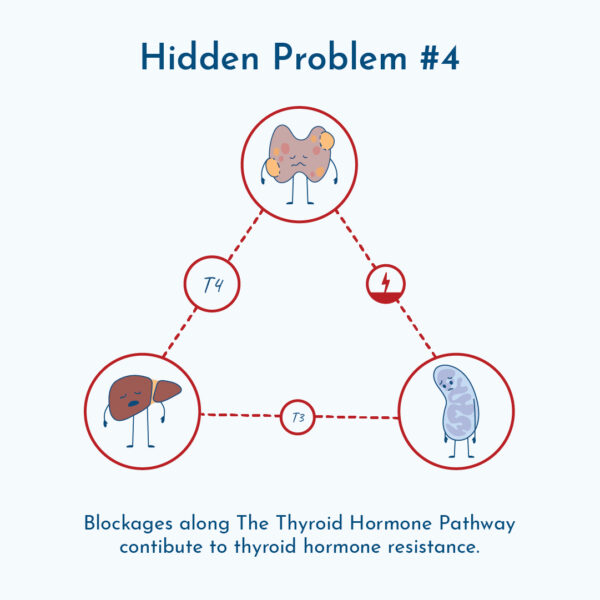 A graphic of blockages in the Thyroid Hormone Pathway.