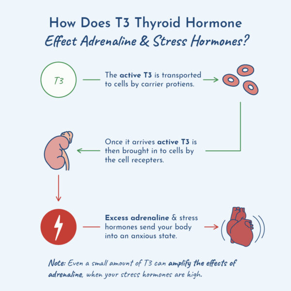 Diagram showing How T3 effects adrenaline.