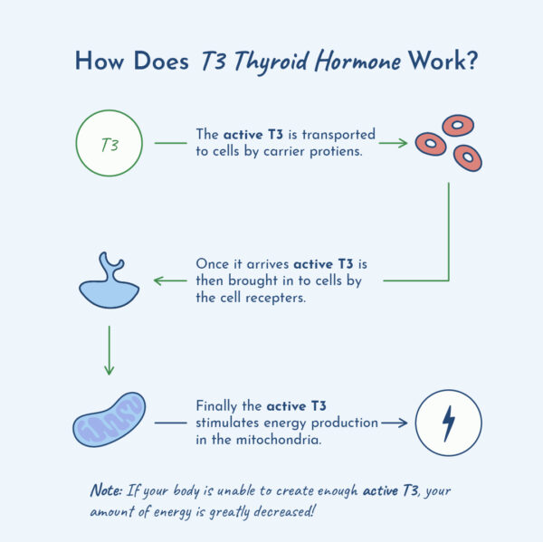 Diagram showing How T3 Thyroid Hormone Works