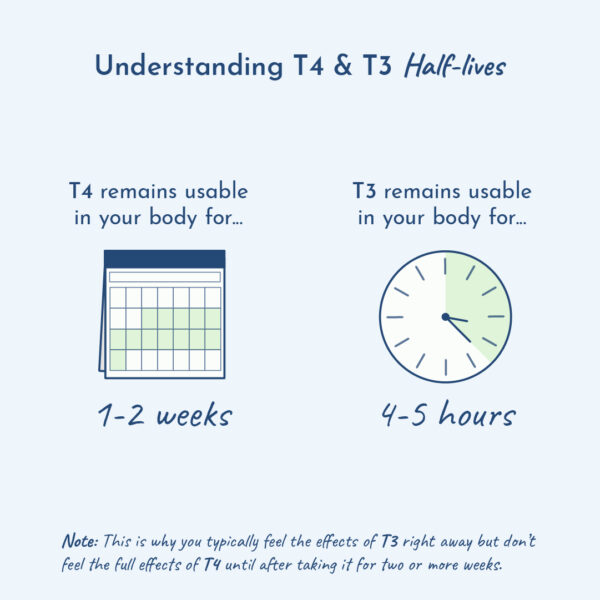 Diagram explain T3 and T4 half-lives.